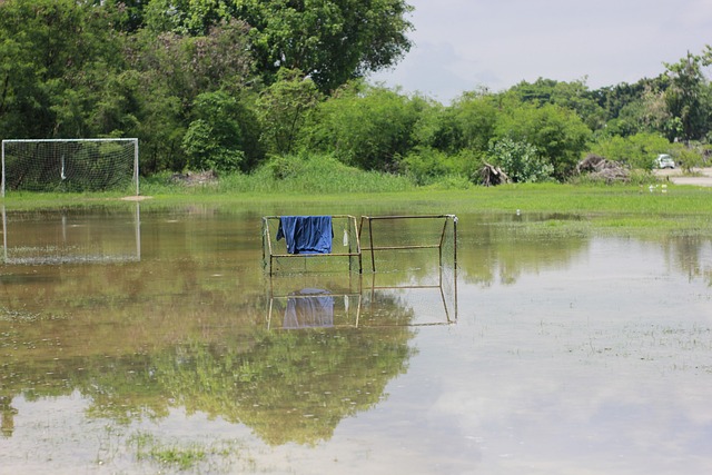 新鲜的活力 新鲜的活力