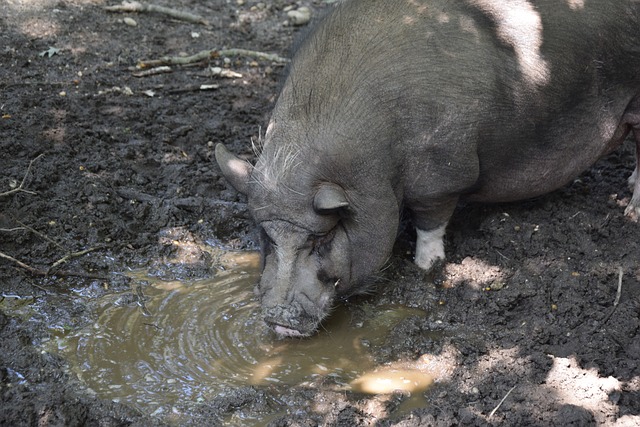 基普乔格团 基普乔格团